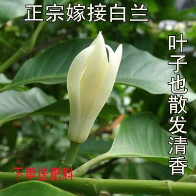 嫁接白兰花盆栽黄角兰黄桷兰白玉兰黄玉兰花缅桂花苗盆栽树苗庭院