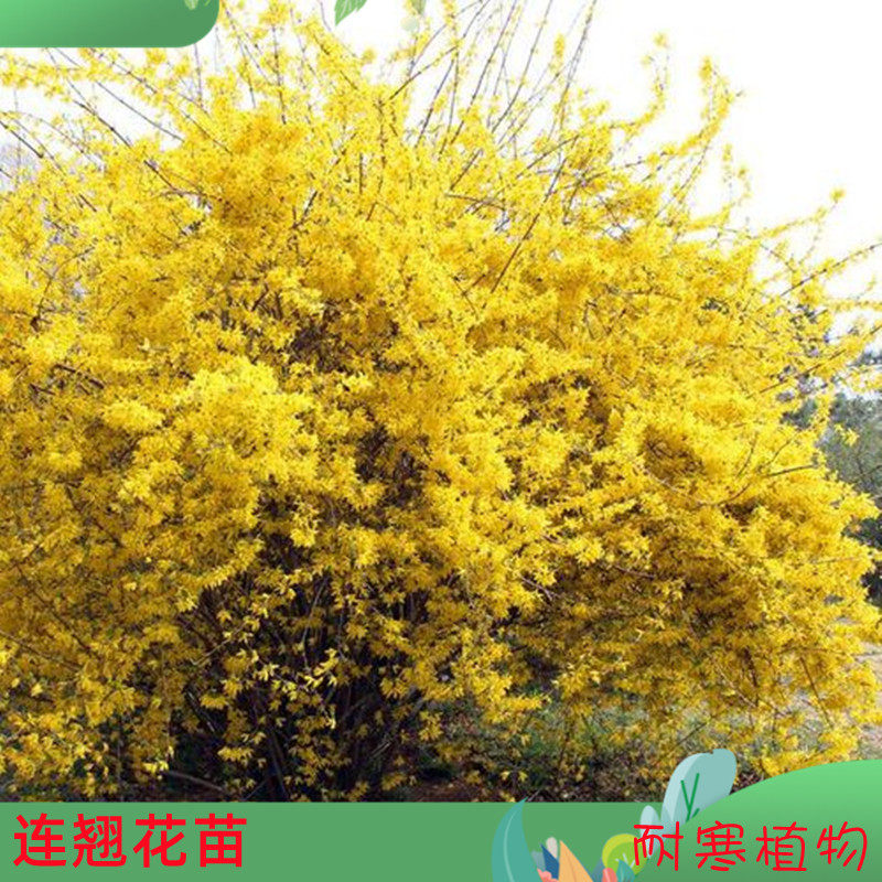 黄老虎连翘苗黄金枝金钟罩迎春花苗庭院绿化苗木绿篱围栏花卉植物