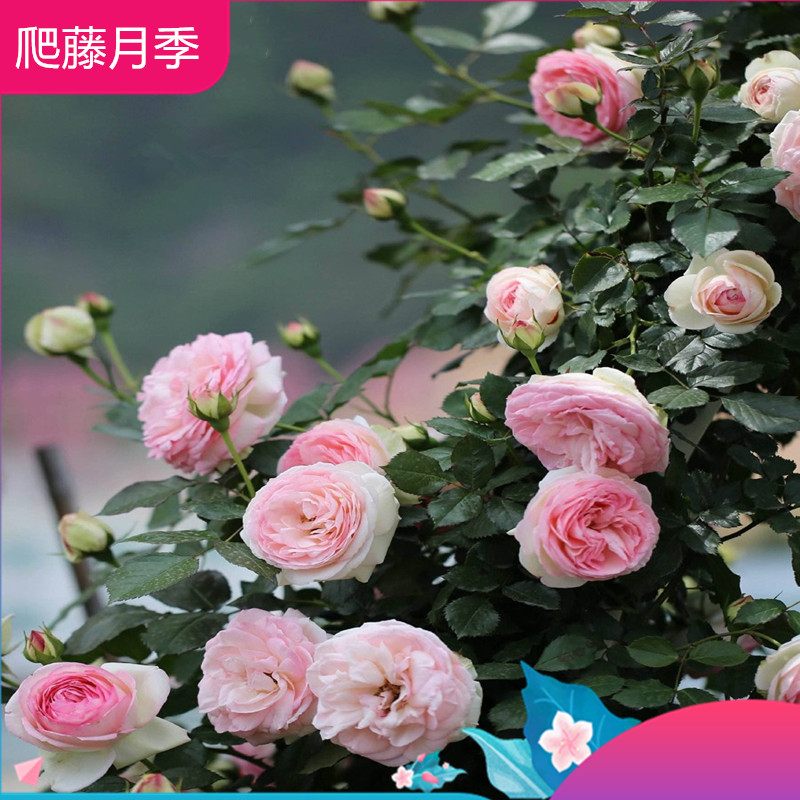 黄白木香苗欧洲藤本爬藤月季花庭院别墅攀援植物蔷薇玫瑰花苗