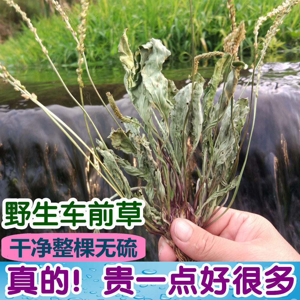 天堂漓江26年正宗野生干货车前草茶新鲜整棵晒干车轮菜500g包邮