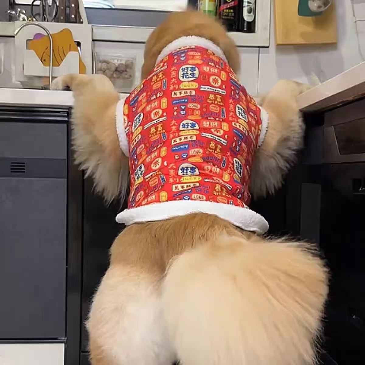 大型犬专用马年春节狗衣服
