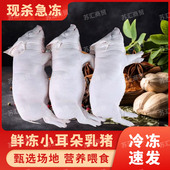 新鲜小乳猪现杀乳猪速冻烤乳猪冰鲜小猪烤乳猪酒店宴会乳猪