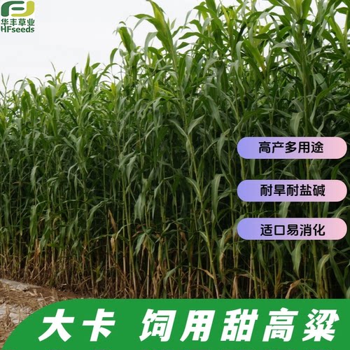 大卡饲用甜高粱种子高消化优质