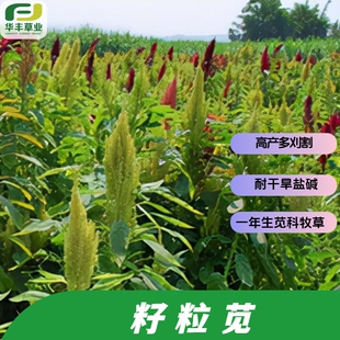 籽粒苋种子一年生苋科牧草高产多刈割 耐干旱盐碱高营养适口性佳