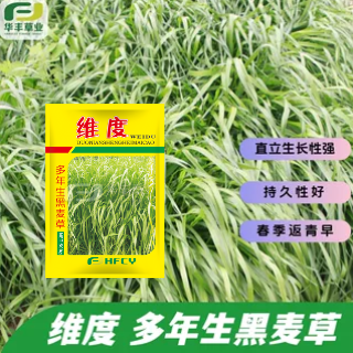 维度多年生黑麦草种子春季返青早
