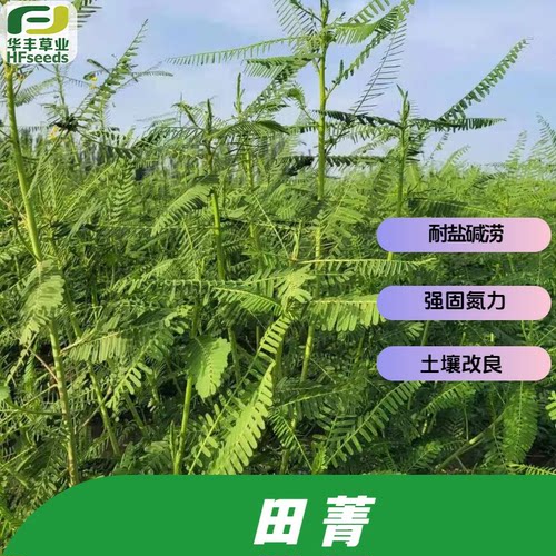 田菁种子绿肥耐盐碱固氮力强