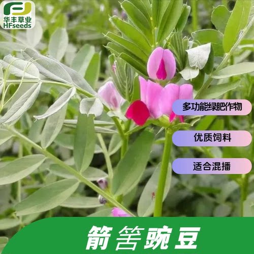 箭筈豌豆种子绿肥作物优质饲草