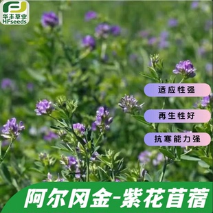 阿尔冈金紫花苜蓿草种子-抗寒 再生性好 抗寒能力强