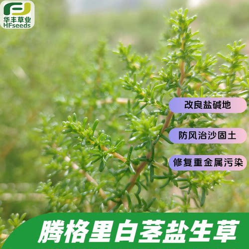 蛛丝蓬腾格里白茎盐生草拔盐抽碱
