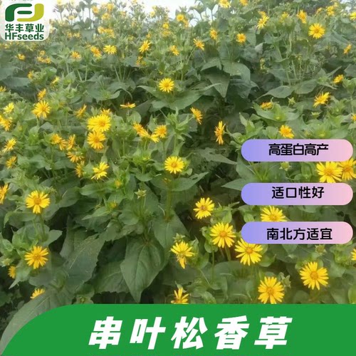 串叶松香草种子高产高蛋白