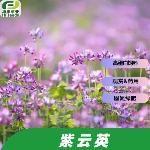 沃地紫云英种子饲草绿肥观赏药用