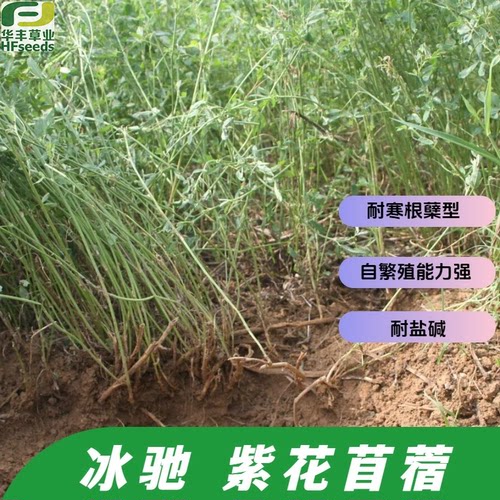 冰驰紫花苜蓿种子耐寒根蘖型