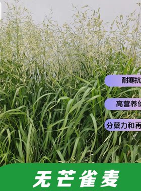 无芒雀麦种子-禾本科牧草之王