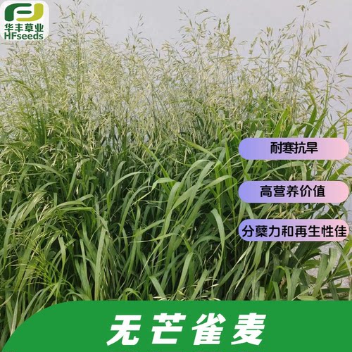无芒雀麦种子-禾本科牧草之王
