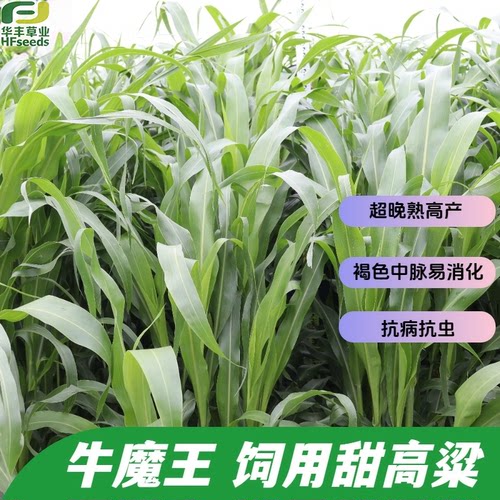 牛魔王饲用甜高粱种高消化率