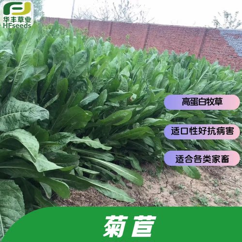 菊苣种子高蛋白牧草适合各类家畜