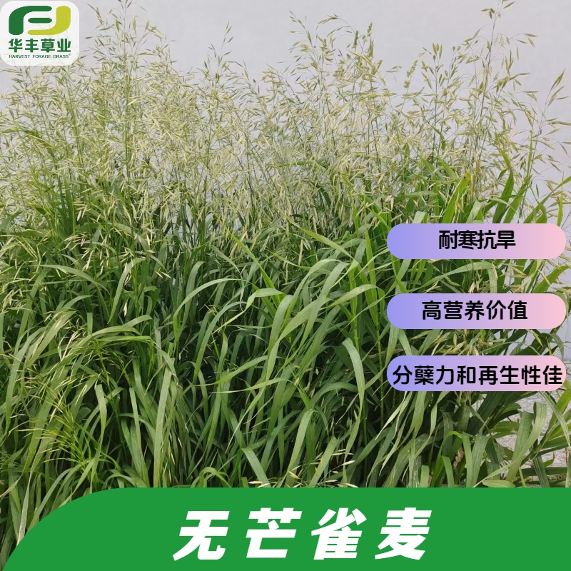 无芒雀麦种子-禾本科牧草之王