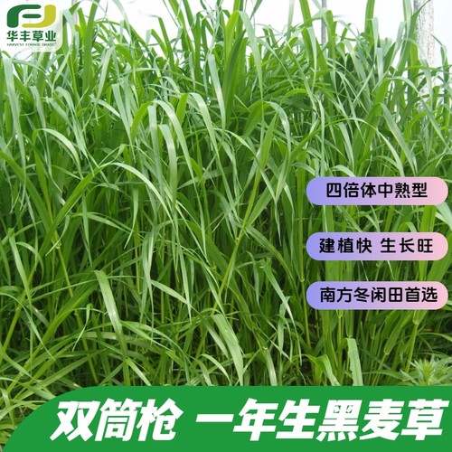 双筒枪一年生黑麦草种子中熟型