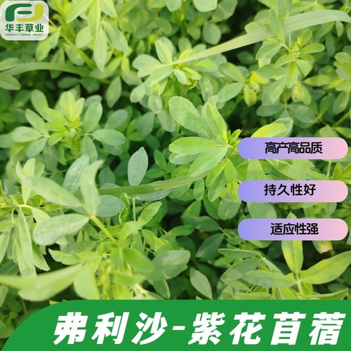 弗利沙紫花苜蓿种子高品质