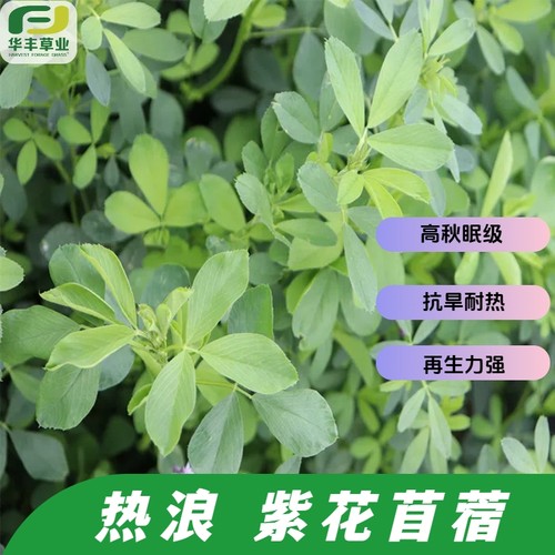 热浪紫花苜蓿种子高品质非秋眠