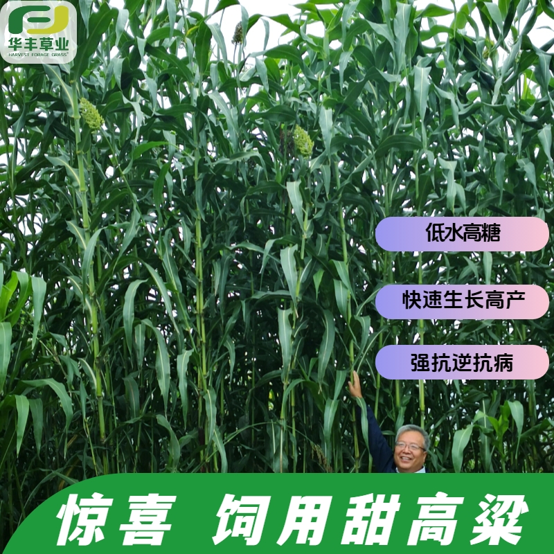 惊喜甜高粱种子超高产新品种