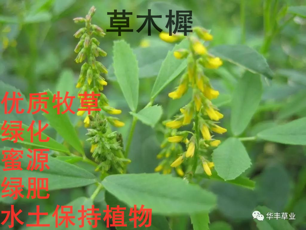 【草木樨】耐旱耐寒耐瘠薄肥田固土绿肥作物种子种籽山地草场废地
