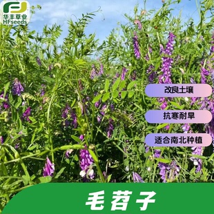 绿肥毛苕子种子 一年生 抗寒耐旱 优质饲草改良土壤 适合南北种植