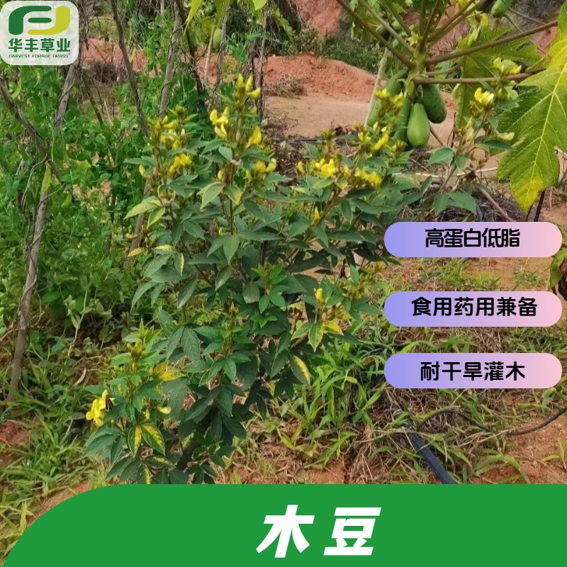 木豆种子耐寒灌木食用药用兼备