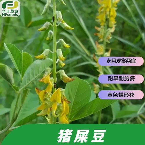 猪屎豆种子耐旱耐贫瘠黄色蝶形花