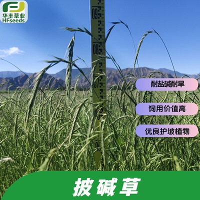 长茅披碱草耐盐碱耐旱植物