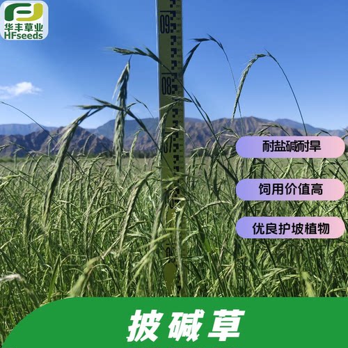 长茅披碱草耐盐碱耐旱植物