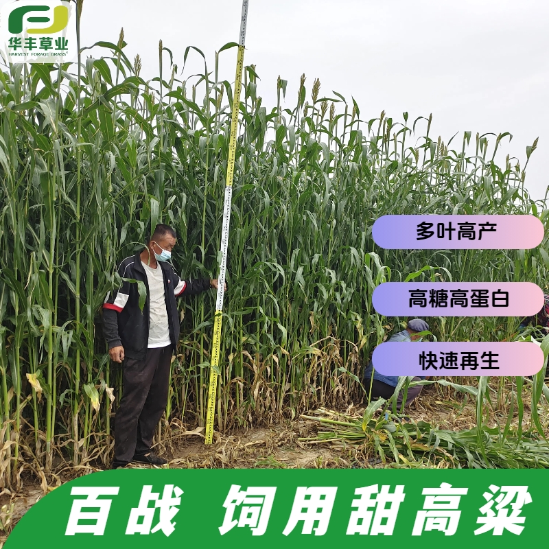 百战甜高粱种子多叶晚熟高产