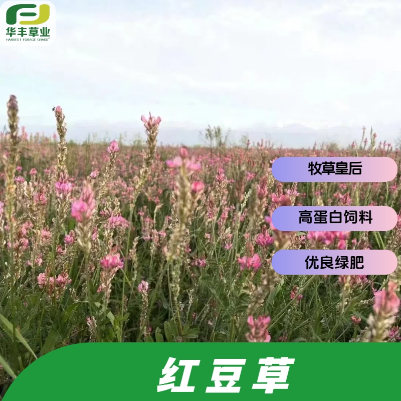 红豆草种子饲草绿肥保持水土
