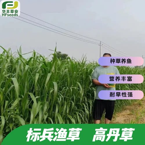 标兵渔草高丹草种子耐旱性强