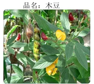 【灌木--木豆】耐干旱耐瘠薄观音豆豆蓉种子种籽护坡边坡固土