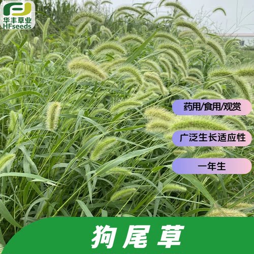 狗尾草种子饲料/药用/食用/观赏