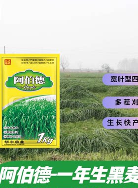 阿伯德一年生黑麦草种子高产优质