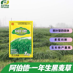 阿伯德一年生黑麦草种子 宽叶四倍体 多茬刈割 生长快 产量高