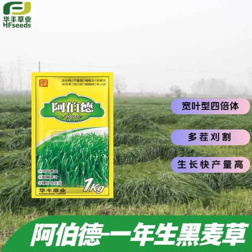 阿伯德一年生黑麦草种子高产优质