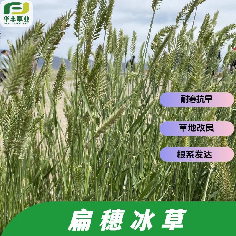 扁穗冰草种子-多年生禾本科 优质牧草 耐寒抗旱 草地改良根系发达