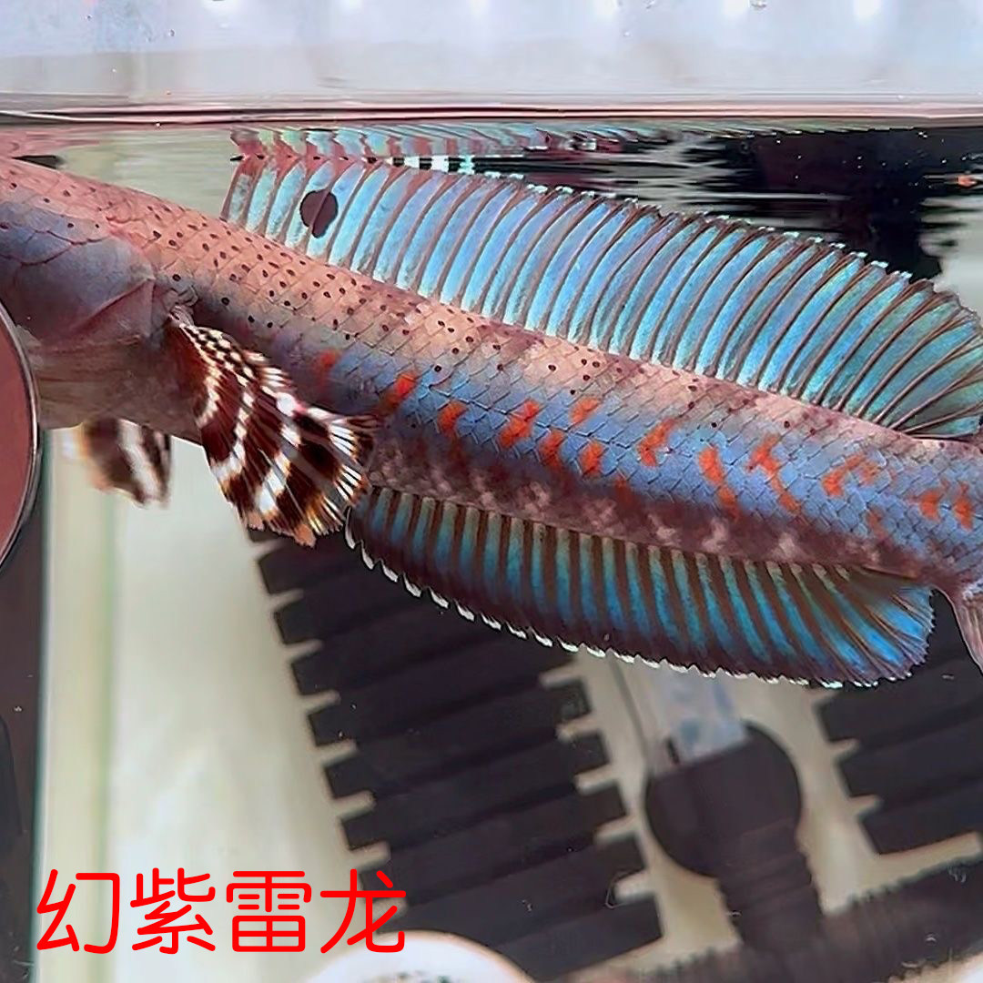 幻紫色雷龙 幻红雷龙 雷龙中小型雷龙鱼热带观赏鱼