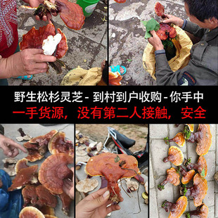 正宗纯野生小松杉灵芝白心肉赤芝产地直销不掺假无硫可切片代打粉