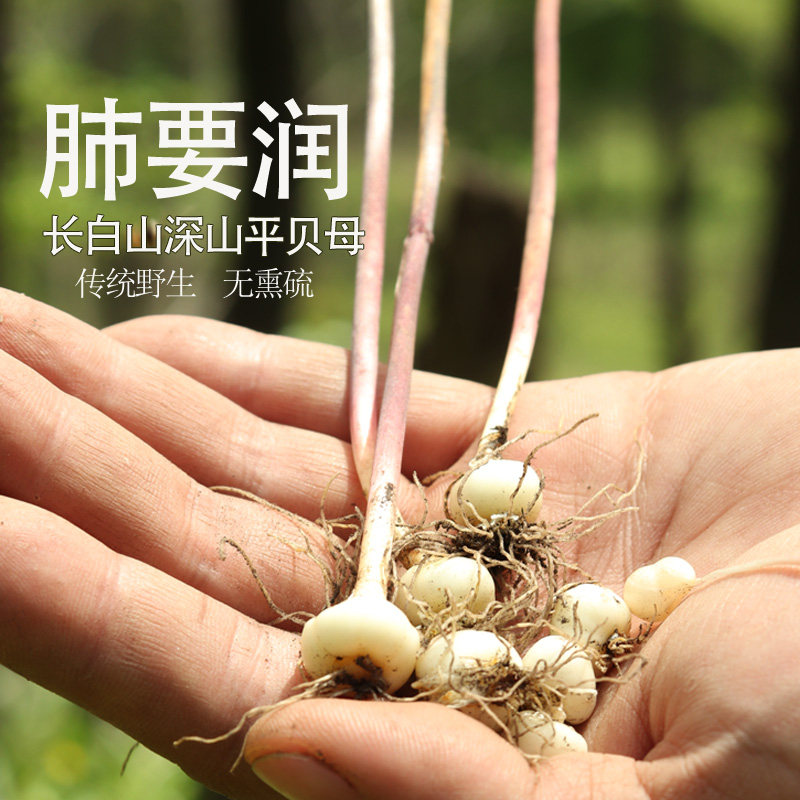 村姑娘 长白山川贝母平贝森林松贝新货贝母蒸梨可打粉100g