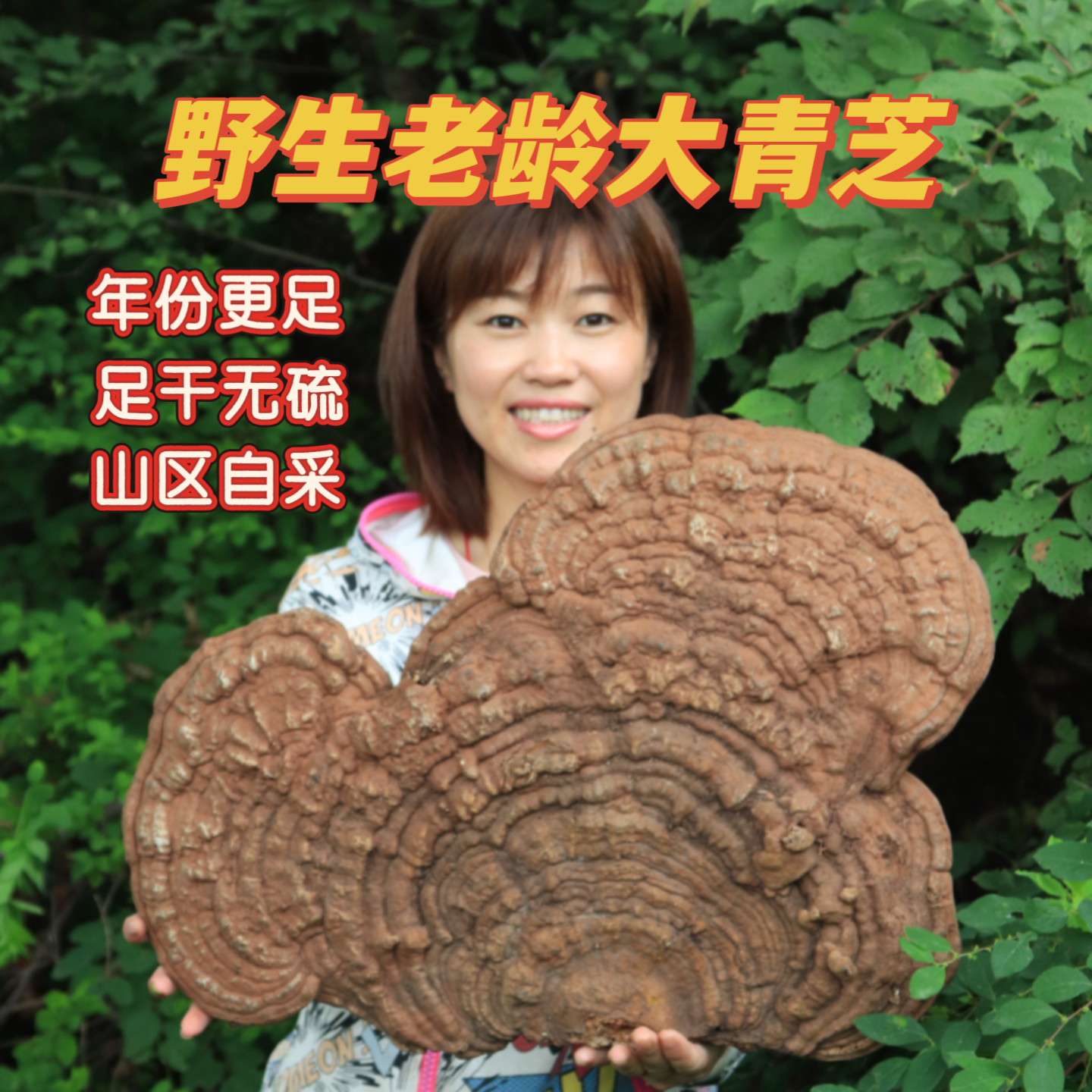 深山老龄平盖青灵芝树舌菌图片