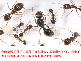 新手工匠收获蚁新后新疆新手蚁宠物蚂蚁新手好养 收获蚁