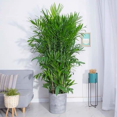 夏威夷竹子盆栽室内外客厅大型绿植盆景植物竹户外庭院净化空气