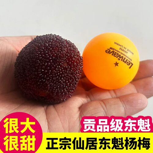 杨梅王】正宗仙居东魁杨梅新鲜特大乒乓球大杨梅水果礼盒现摘现发