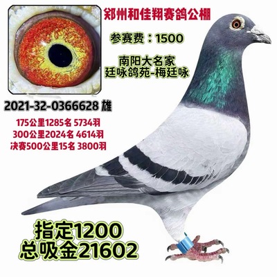 信鸽种鸽赛鸽活体鸽子瓦灰公棚获奖鸽成绩鸽包邮