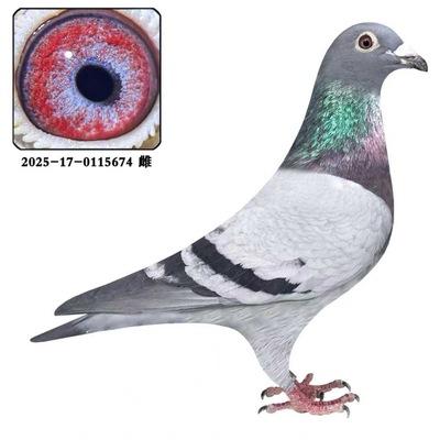 信鸽种鸽赛鸽鸽子活体瓦灰种鸽母鸽雌鸽包邮