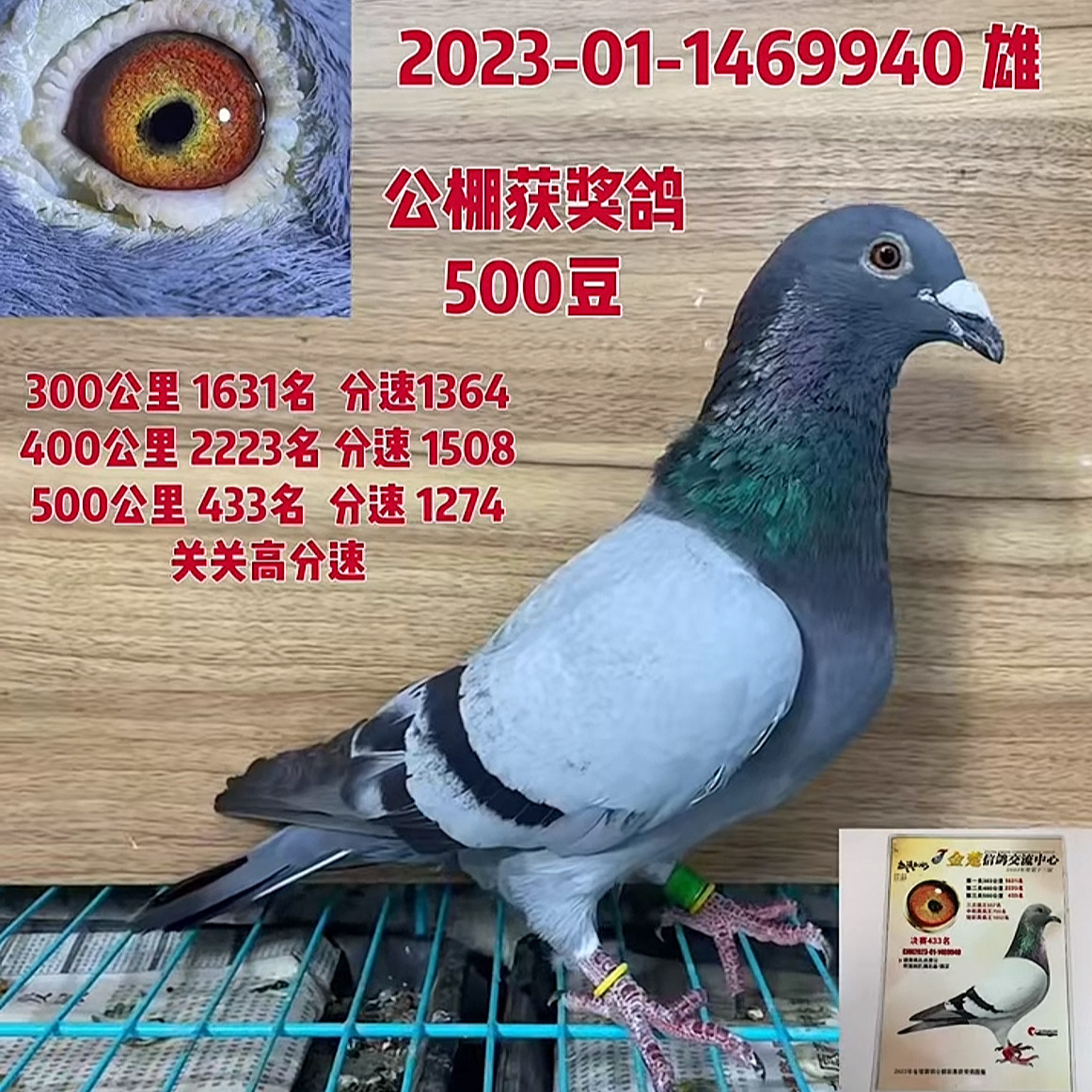 信鸽种鸽赛鸽鸽子活体成绩鸽公棚鸟